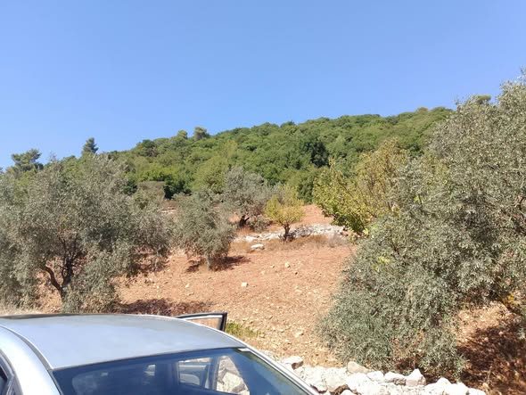 أرض زيتون مميزة في جرش