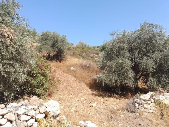 أرض زيتون مميزة في جرش - 5