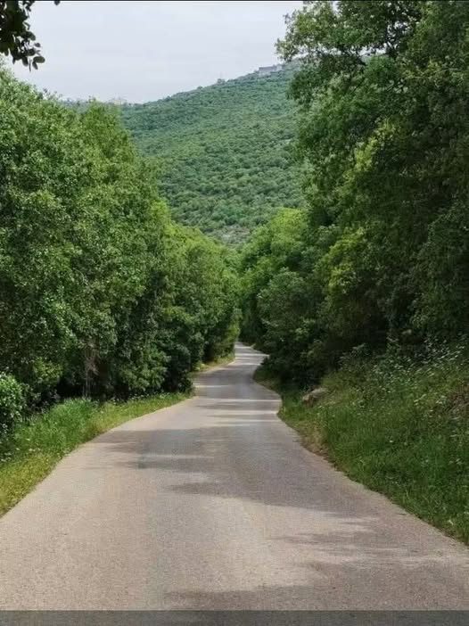 أرض حرجية نادرة في غابات سوف - إطلالة خلابة