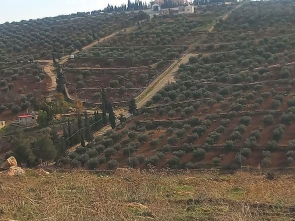 أرض مميزة للبيع في منطقة نادرة مع 80 شجرة زيتون - 3