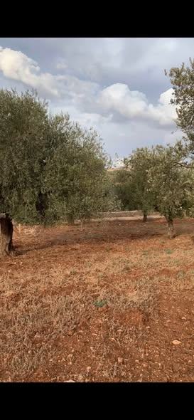 أرض مميزة للبيع في الصبيحي