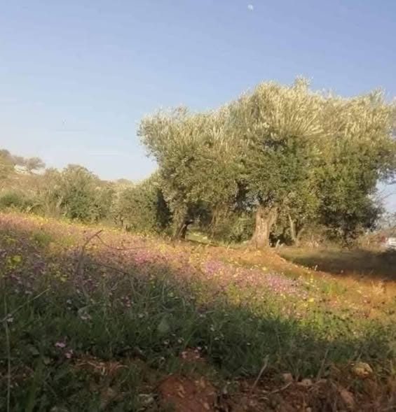 أرض للبيع في بيرين بسعر مغري - 2