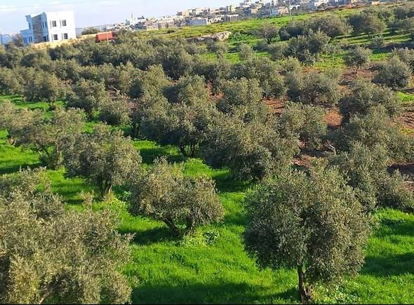 أرض 20 دونم غرب إربد كفر رحتا بإطلالة مميزة