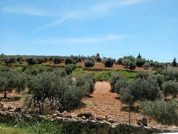أرض مميزة للبيع في منطقة نادرة مع 80 شجرة زيتون - 2