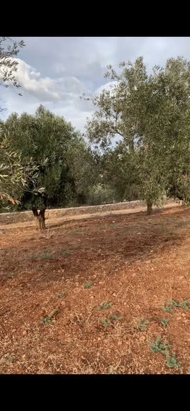 أرض مميزة للبيع في الصبيحي - 2