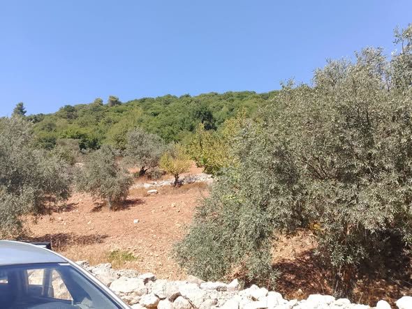 أرض زيتون مميزة في جرش - 2