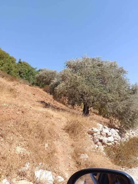 أرض زيتون مميزة في جرش - 4